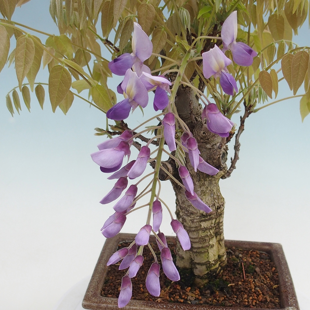 Bonsai für draußen - Wisteria floribunda