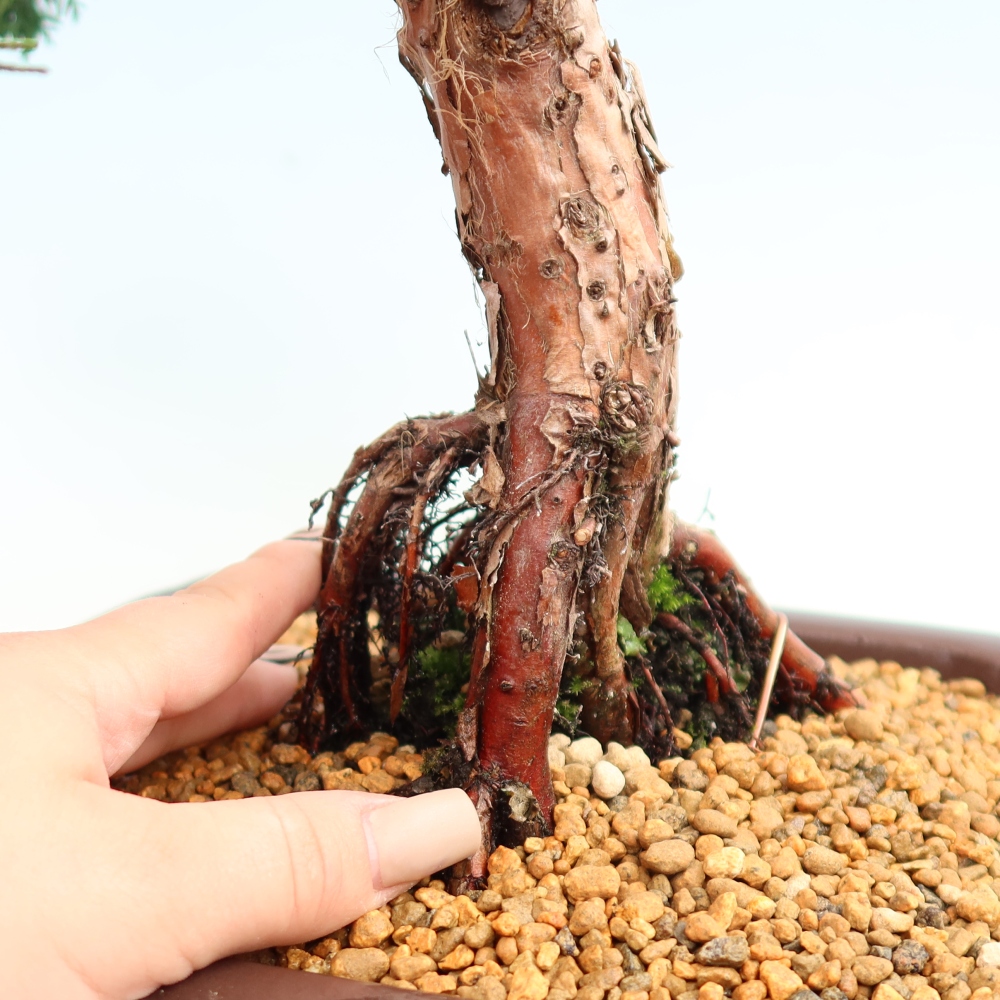 Bonsai für draußen - Juniperus chinensis Kishu