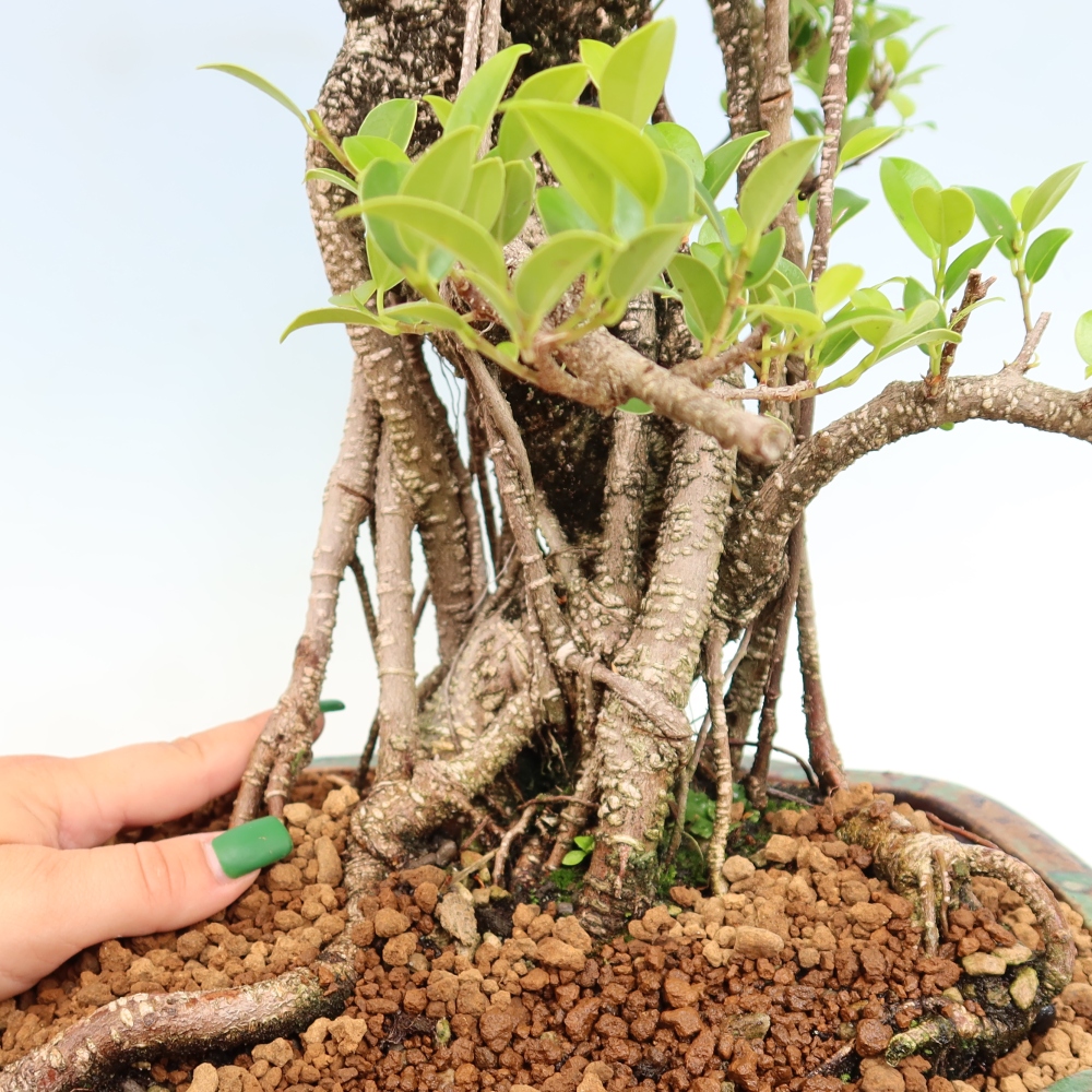 Zimmerbonsai - Ficus kimmen - Kleinblättriger Ficus