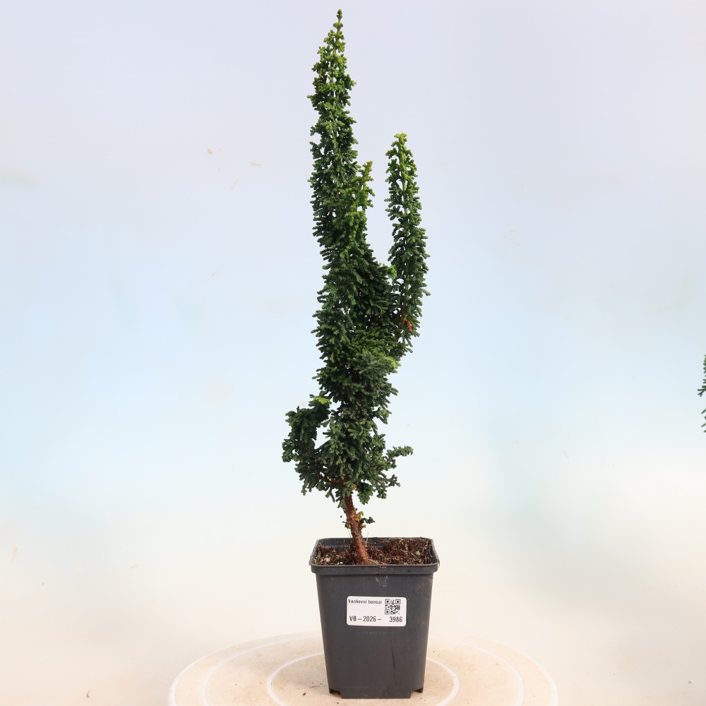 Bonsai für draußen - Cham. obtusa SEKKA HINOKI - Zypresse