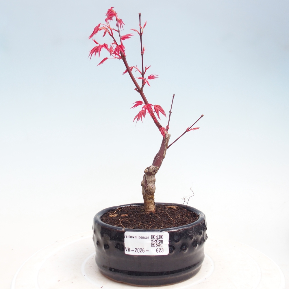 Bonsai für draußen - Acer palmatum DESHOJO