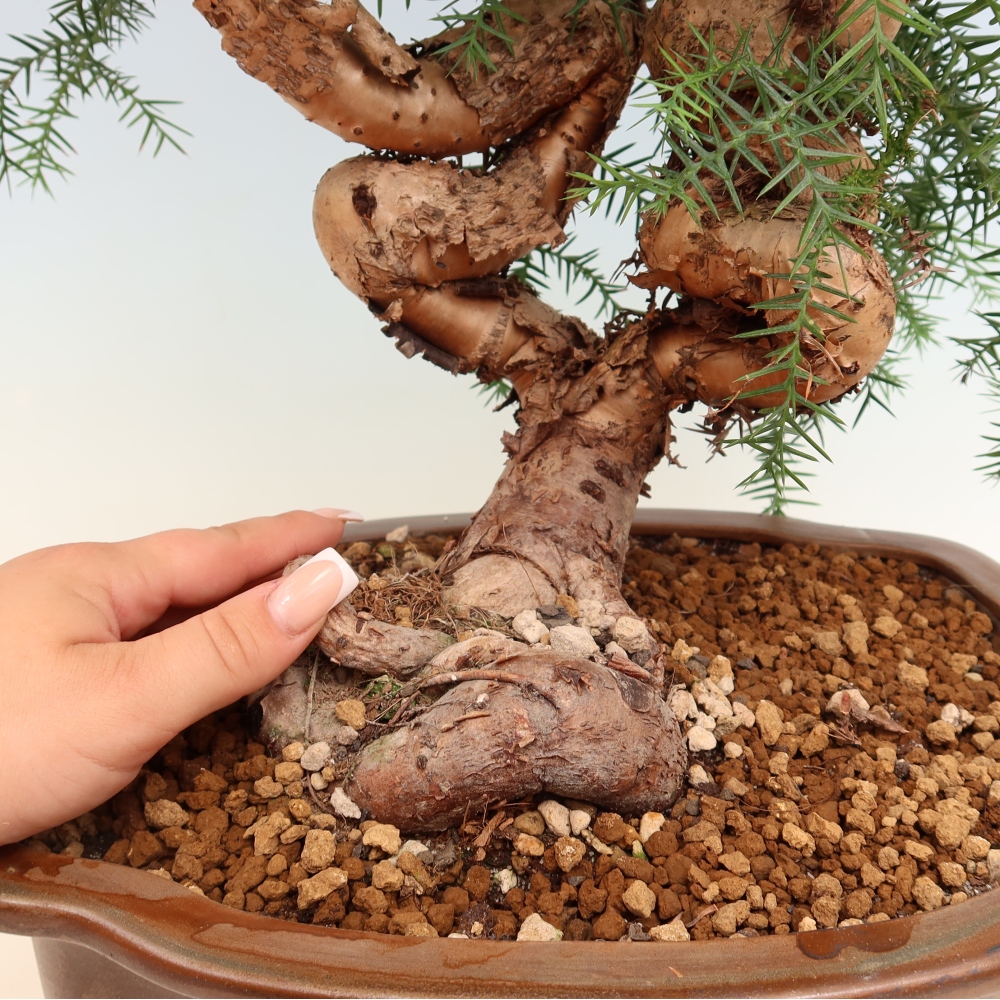 Zimmer Bonsai - Araucaria - Zimmer Fichte