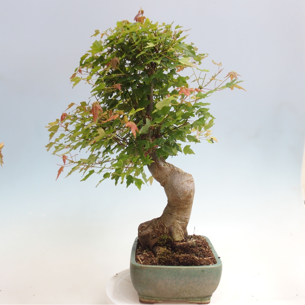 Bonsai für draußen - Acer Buergerianum - Bergahorn