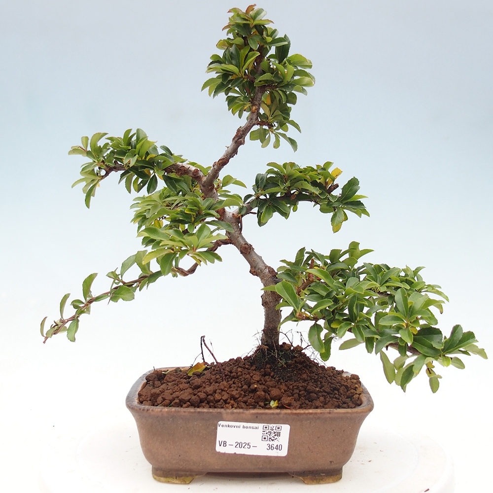 Freiland-Bonsai-Pyracantha Teton -Hlox