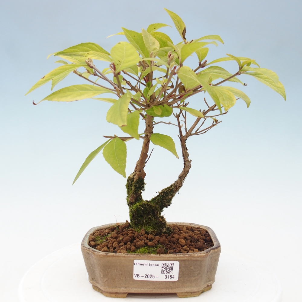 Bonsai für draußen - Callicarpa japonica