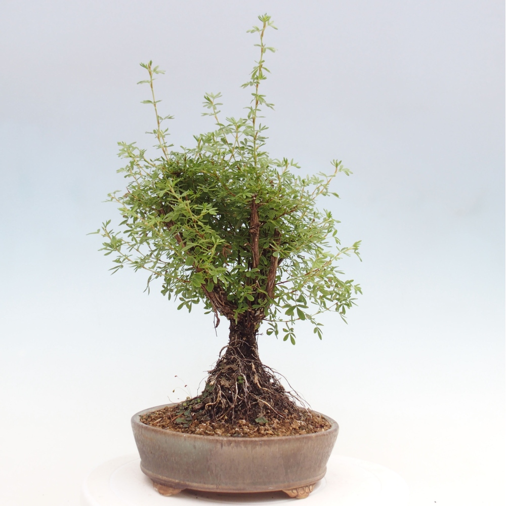 Bonsai für draußen - Potentila fruticosa gelber Vogel