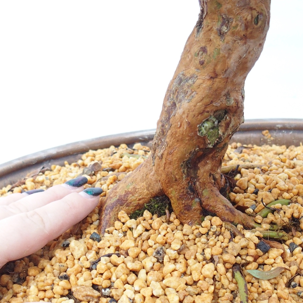 Bonsai für draußen - Japanische Azalee - Azalee Hanatsuzuri