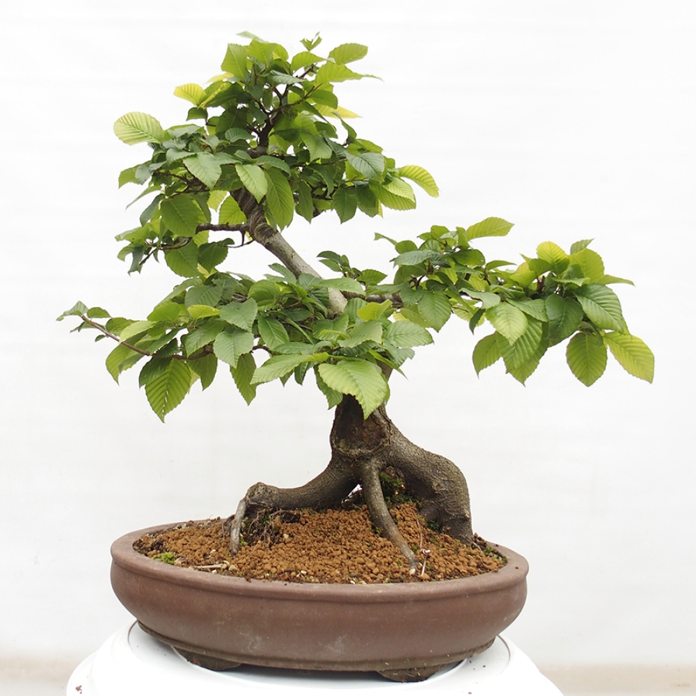 Bonsai für draußen - Hainbuche - Carpinus betulus