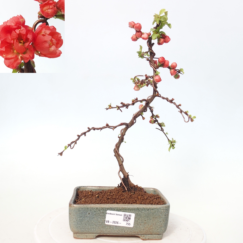 Bonsai für draußen - Chaneomeles s. Red Joy - Quitte