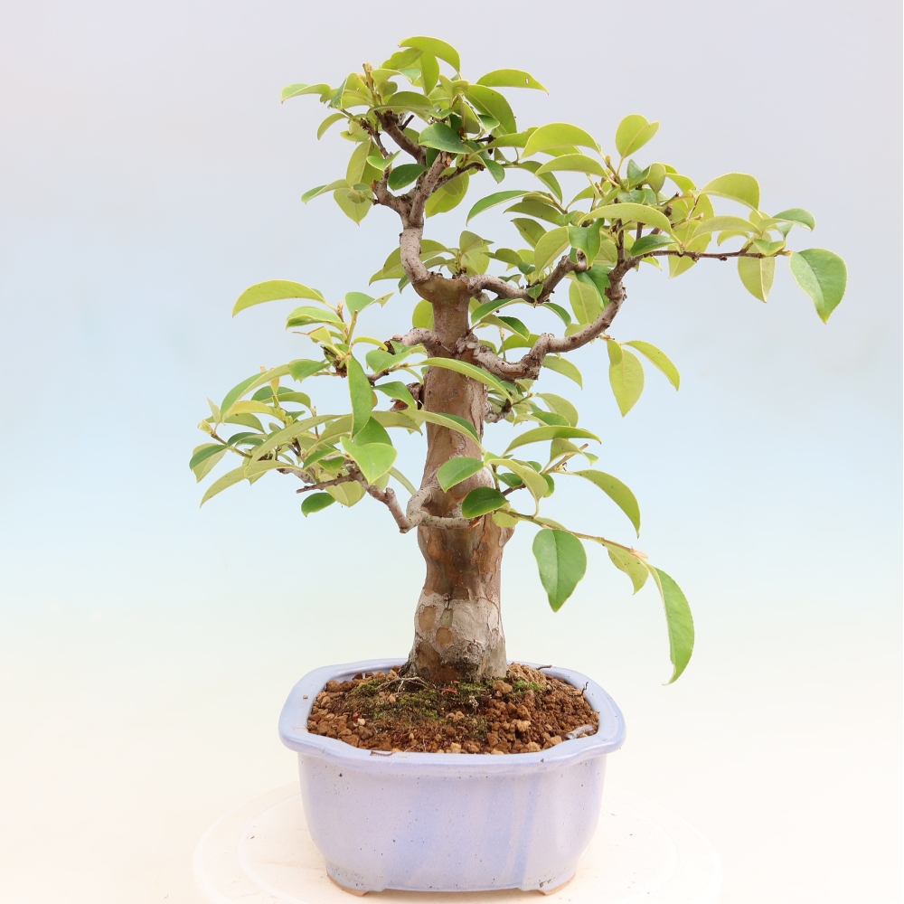 Bonsai für draußen - Pseudocydonia sinensis - Chinesische Quitte