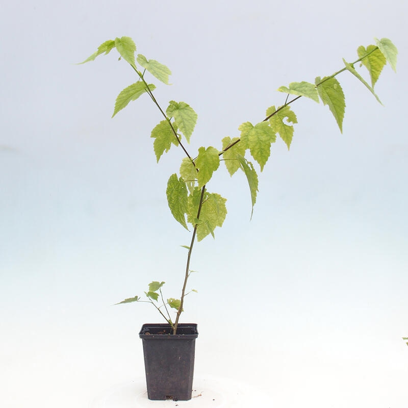 Abutilon Big Bell - Containerisierter Wolkenregenpfeifer