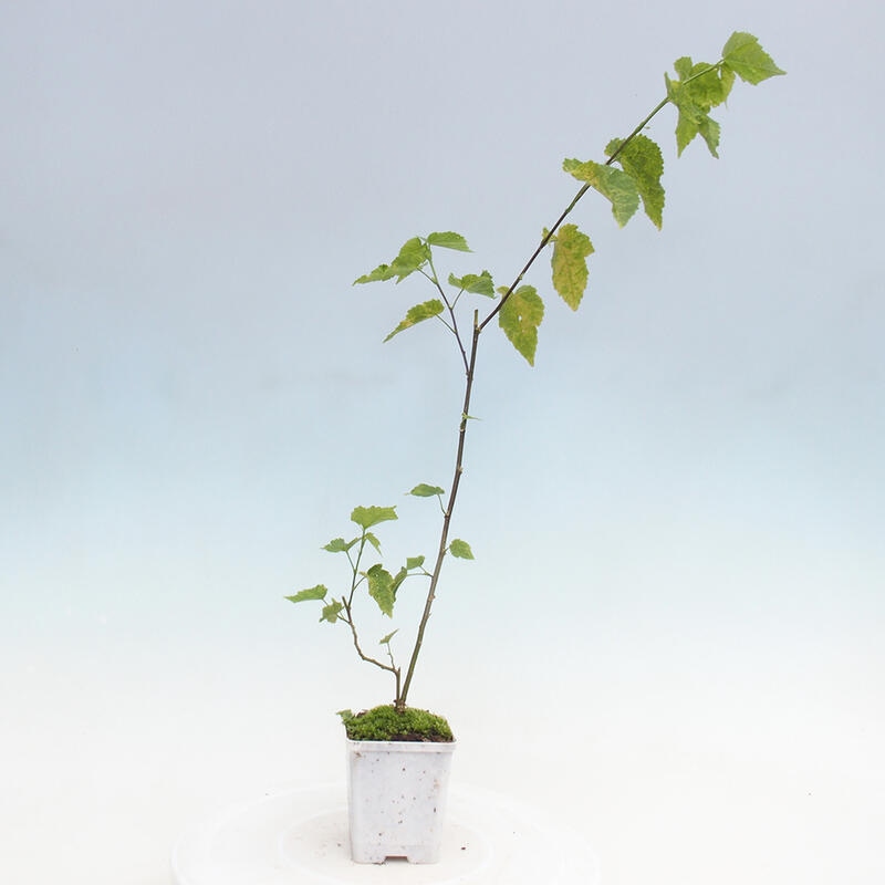 Abutilon Big Bell - Containerisierter Wolkenregenpfeifer