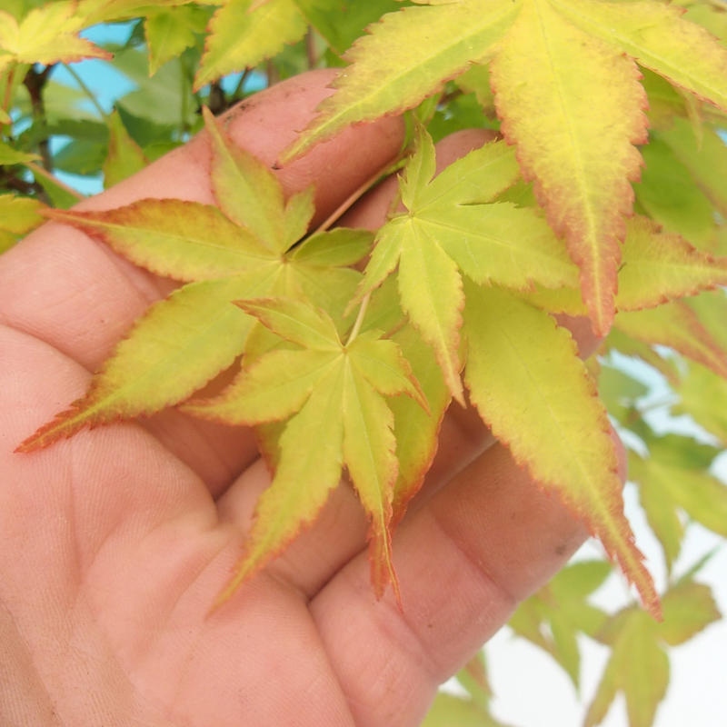 Acer palmatum Aureum - Goldahorn