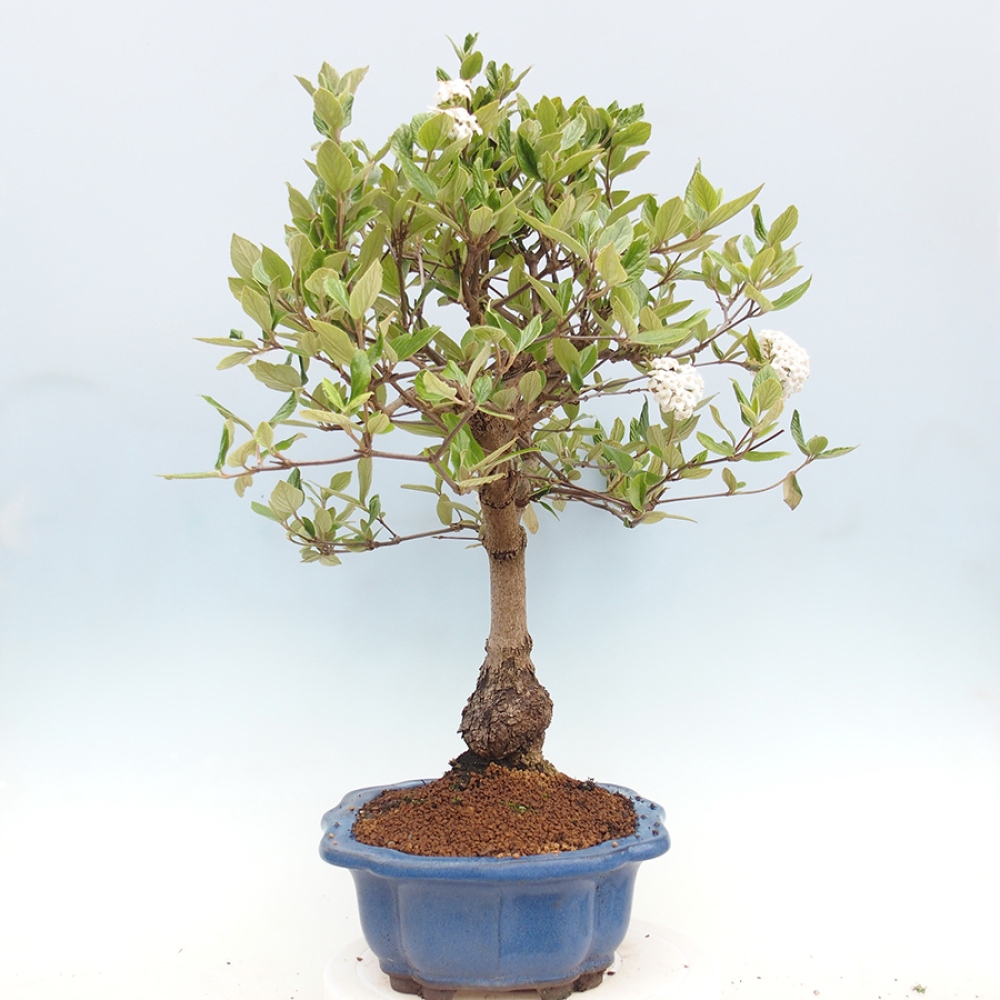 Bonsai für draußen - Kalina Bodnanská - Viburum carlesii hemsi
