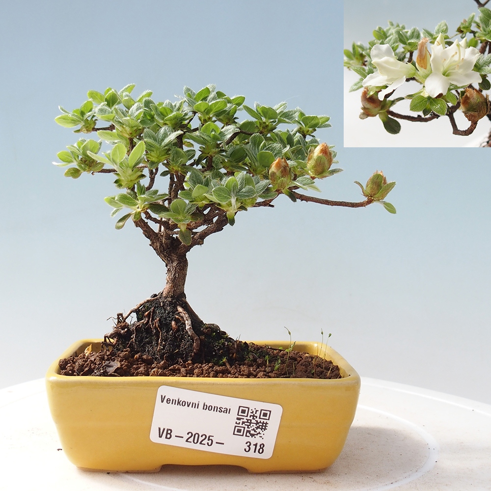 Bonsai für draußen - Rhododendron indicum - Japanische Azalee