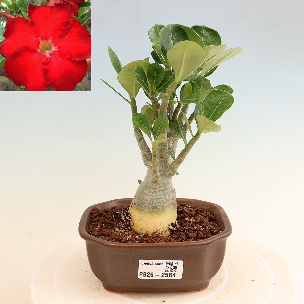 Zimmerbonsai – Adenium obesum „Red Star“ – Wüstenrose
