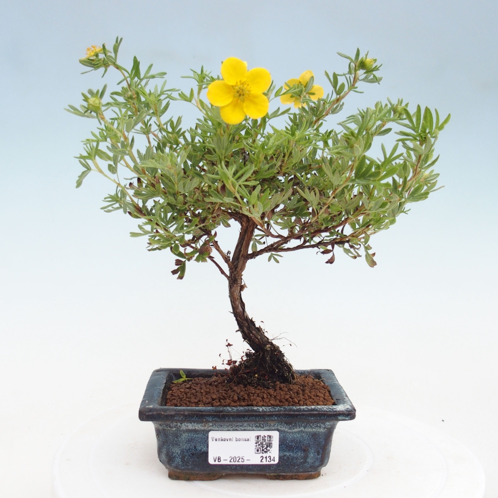 Bonsai für draußen - Potentila fruticosa gelber Vogel
