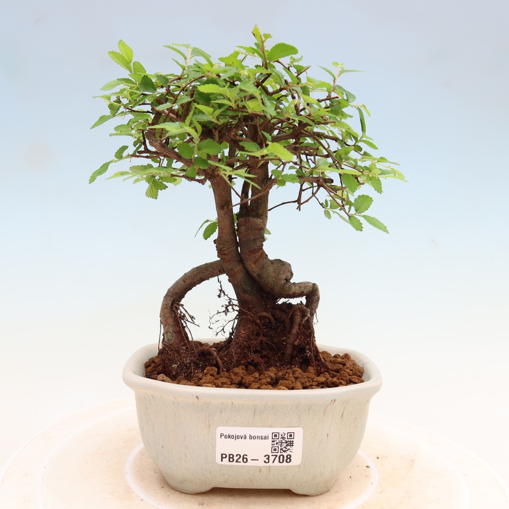 Zimmerbonsai - Ulmus parvifolia - Kleinblättrige Ulme