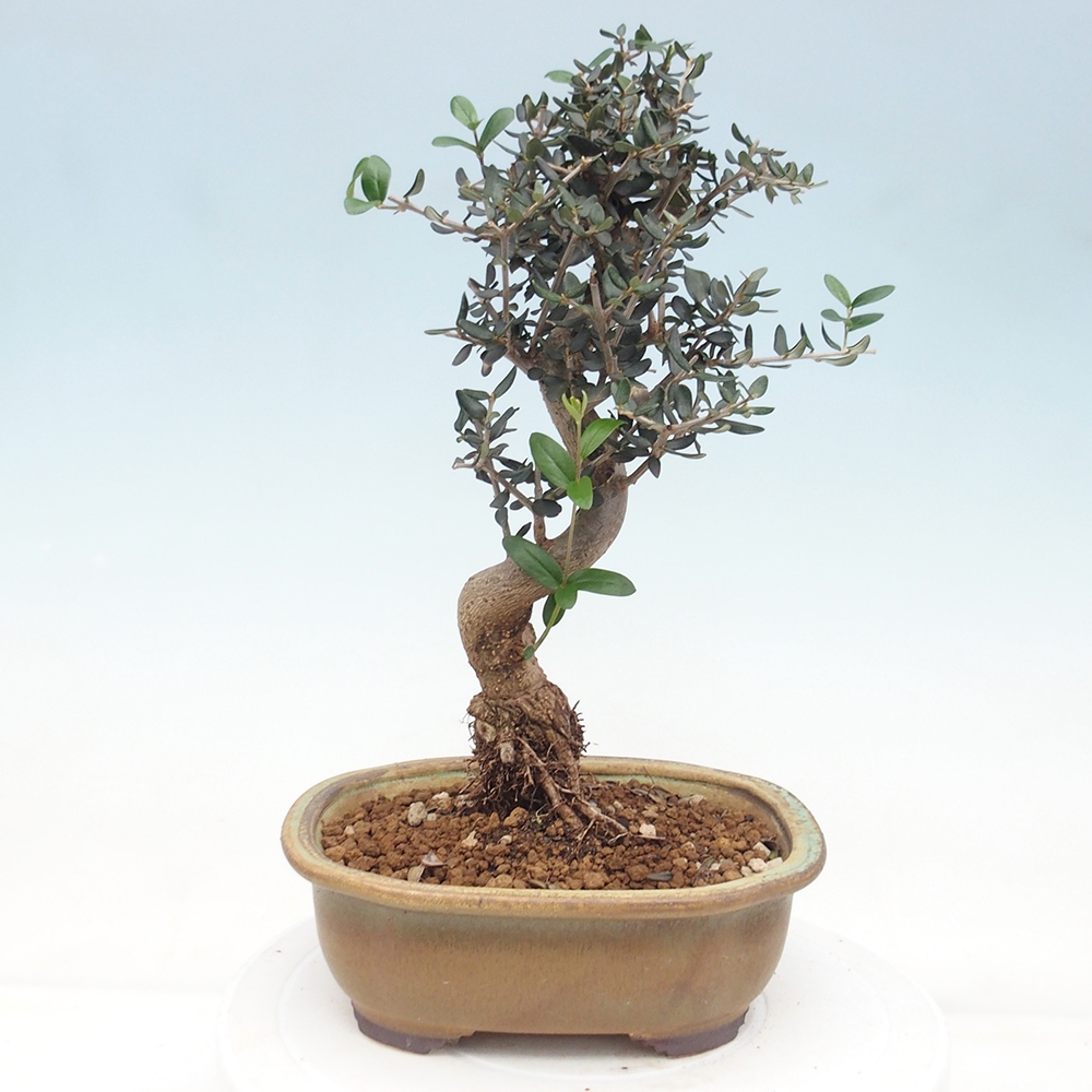 Zimmerbonsai - Olea europaea sylvestris