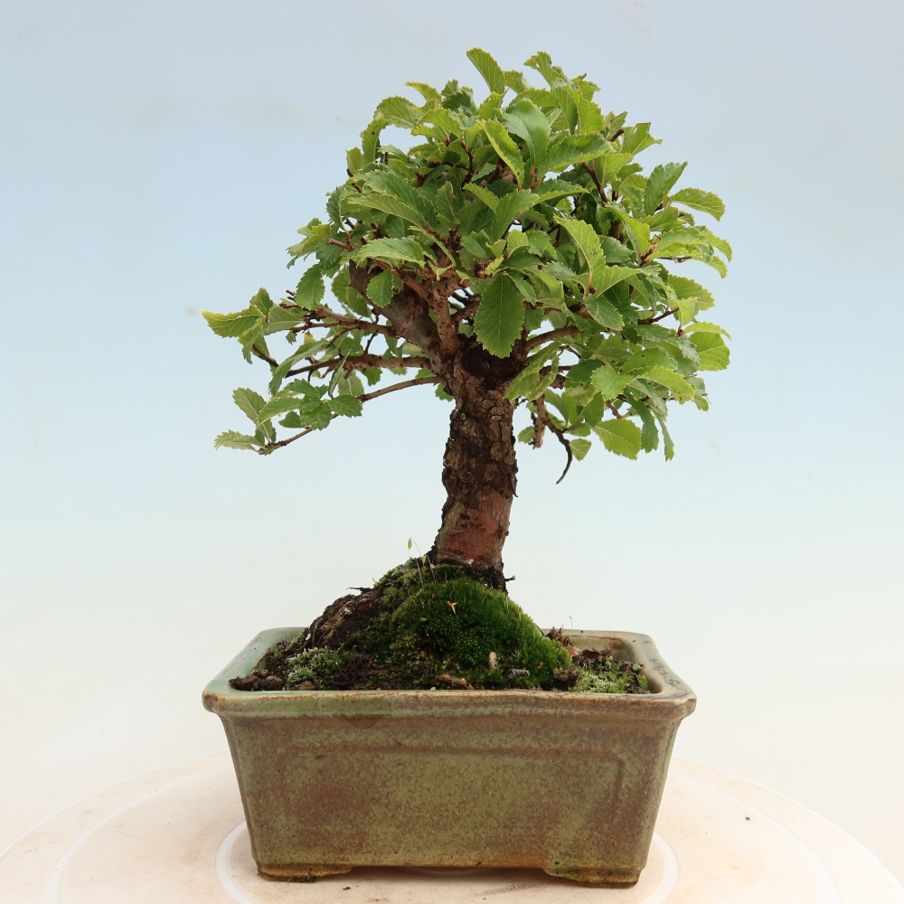 Bonsai für draußen - Zelkova - Zelkova NIRE
