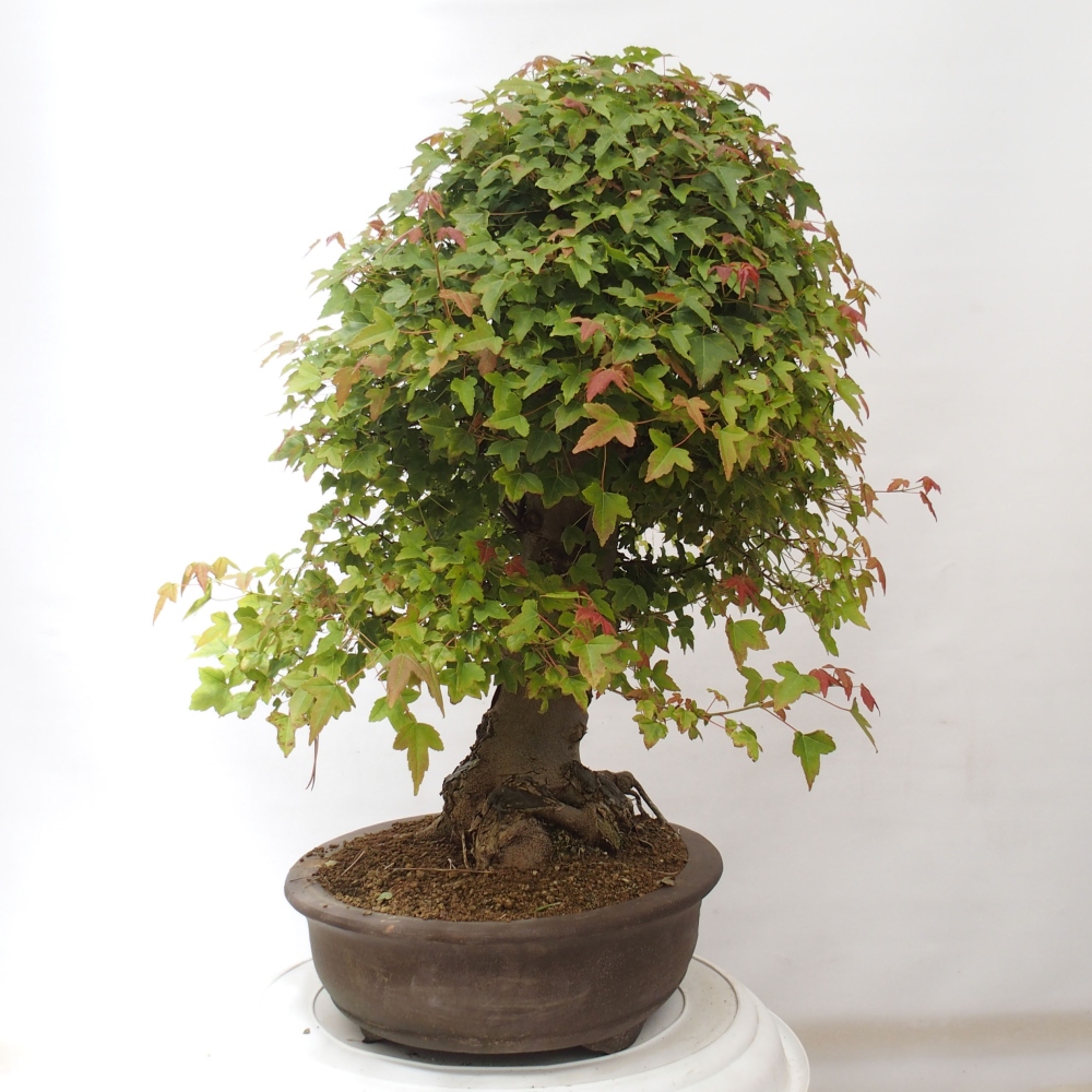 Bonsai für draußen - Acer Buergerianum - Bergahorn