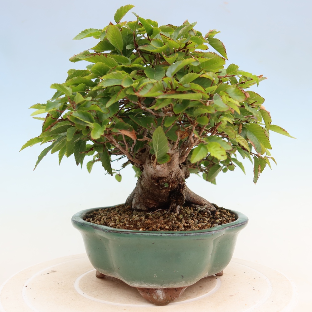 Bonsai für draußen - Karpinus Coreana - Koreanische Hainbuche