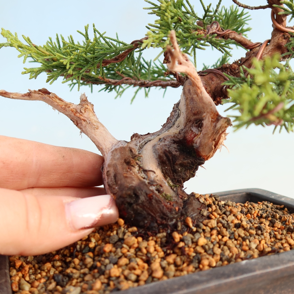 Bonsai für draußen - Juniperus chinensis Itoigawa