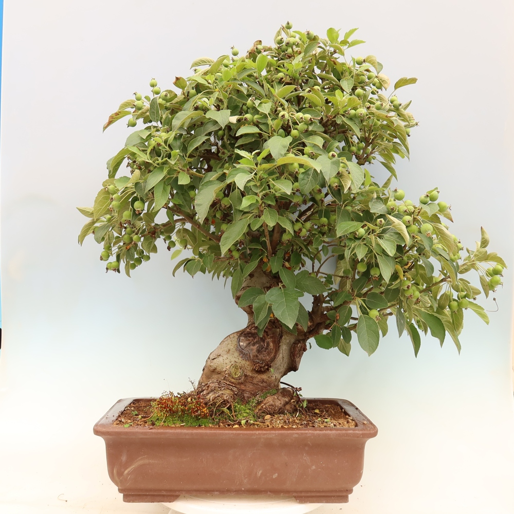 Outdoor-Bonsai -Malus halliana - Kleinfrüchtiger Apfelbaum
