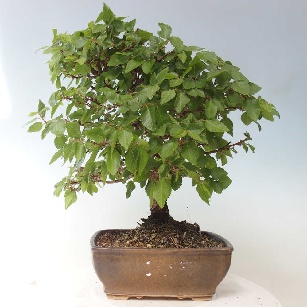Bonsai für draußen -Carpinus CARPINOIDES - Koreanische Hainbuche