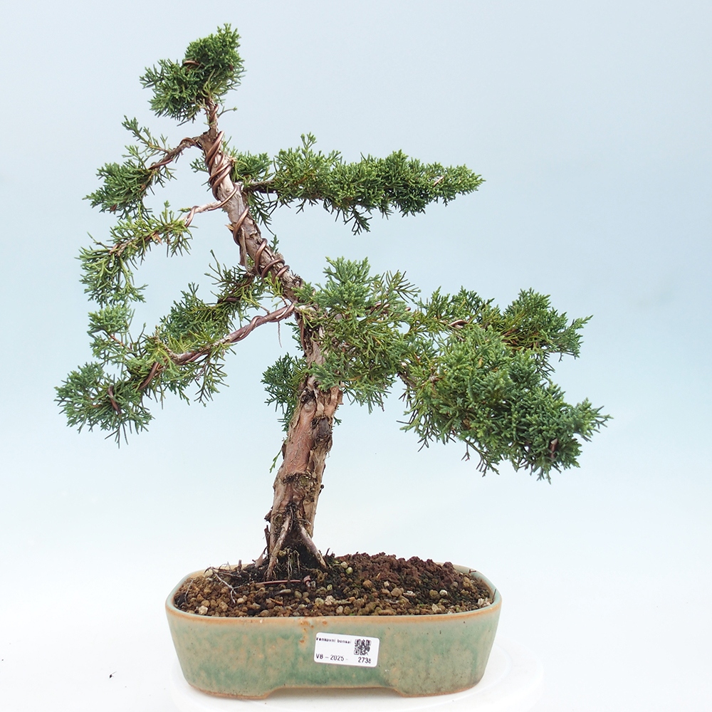 Bonsai für draußen - Juniperus chinensis Kishu