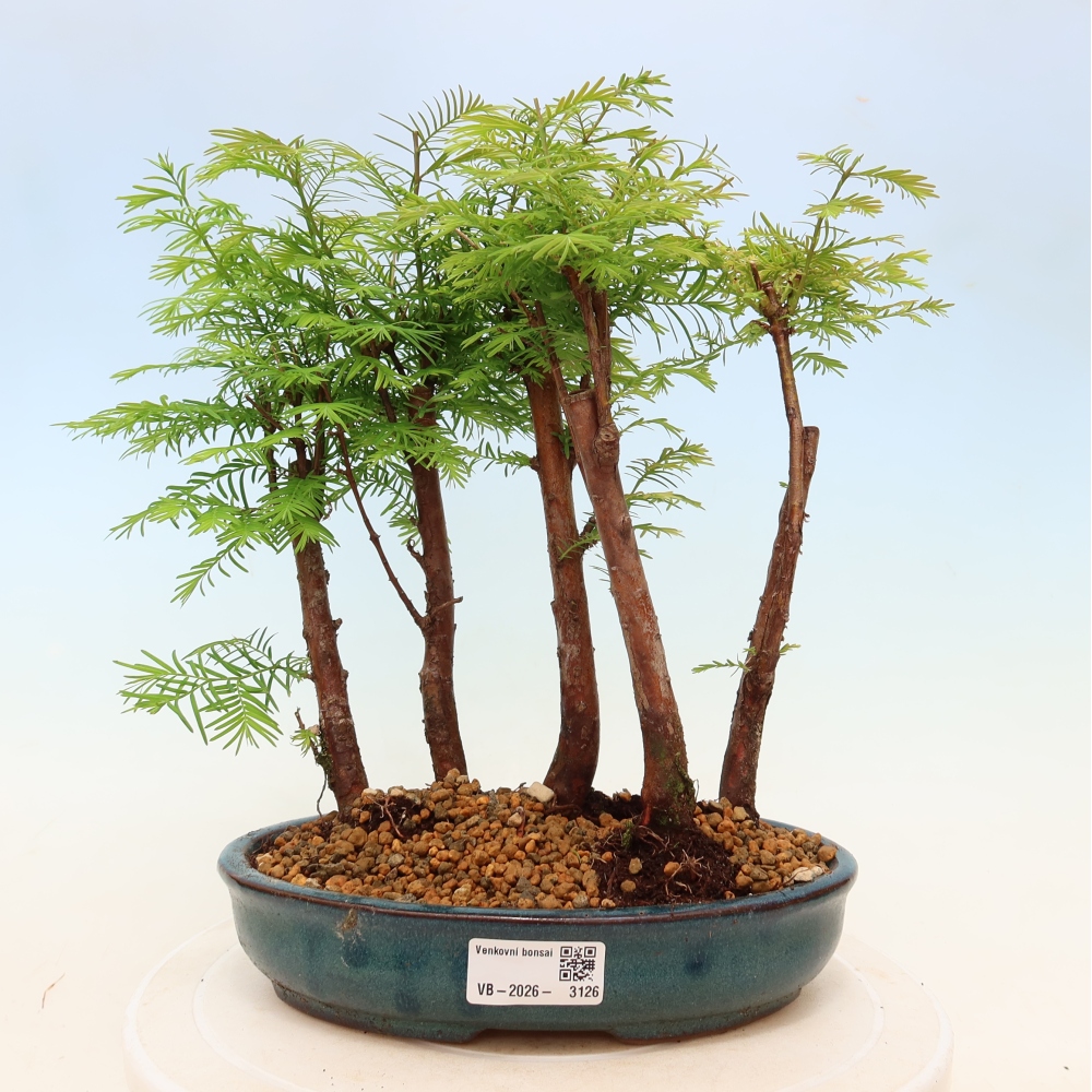 Bonsai für den Außenbereich – Metasequoia glyptostroboides – Chinesische Metasequoia – Wäldchen