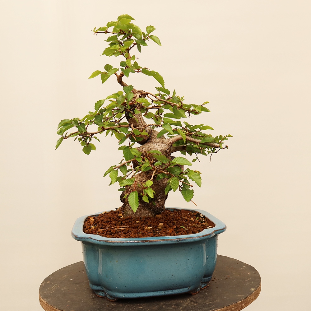 Bonsai für draußen - Karpinus Coreana - Koreanische Hainbuche