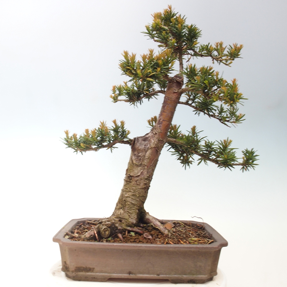 Bonsai für draußen - Taxus cuspidata - Japanische Eibe