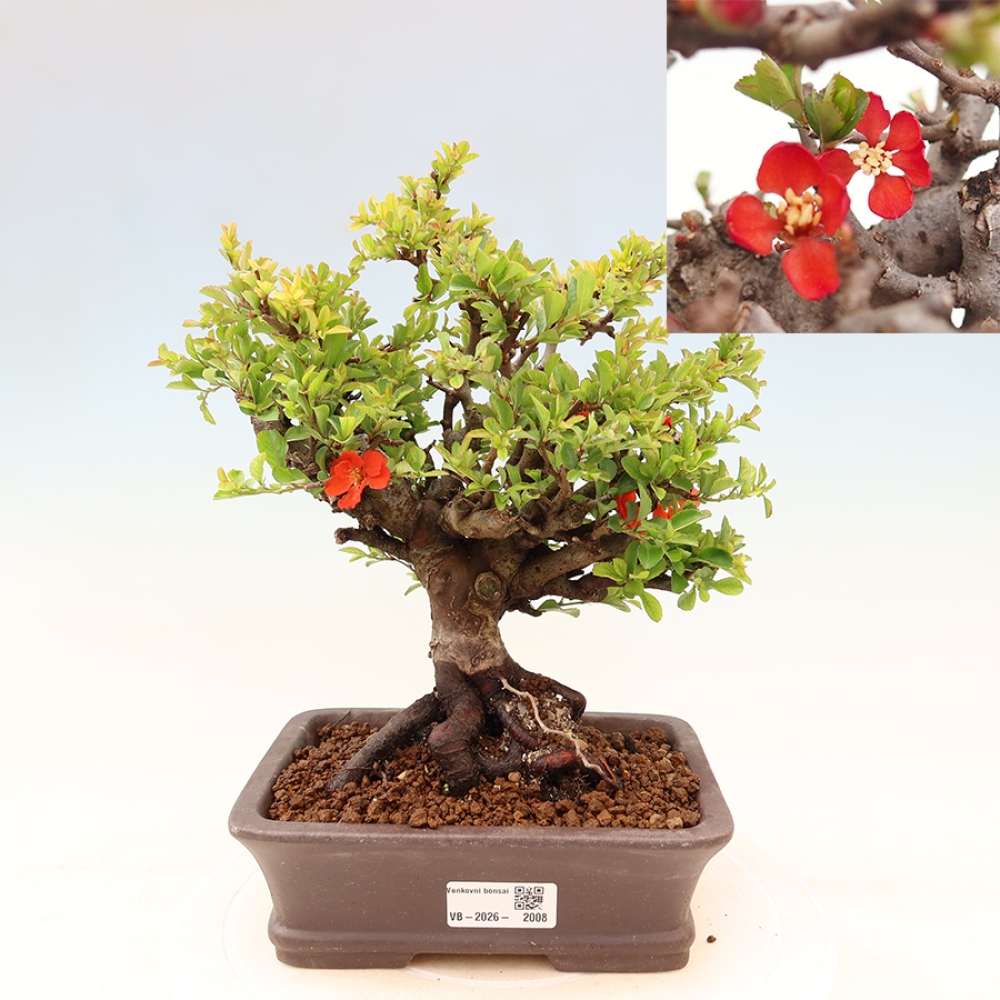 Bonsai für draußen - Chaneomeles speciosa Chojubai