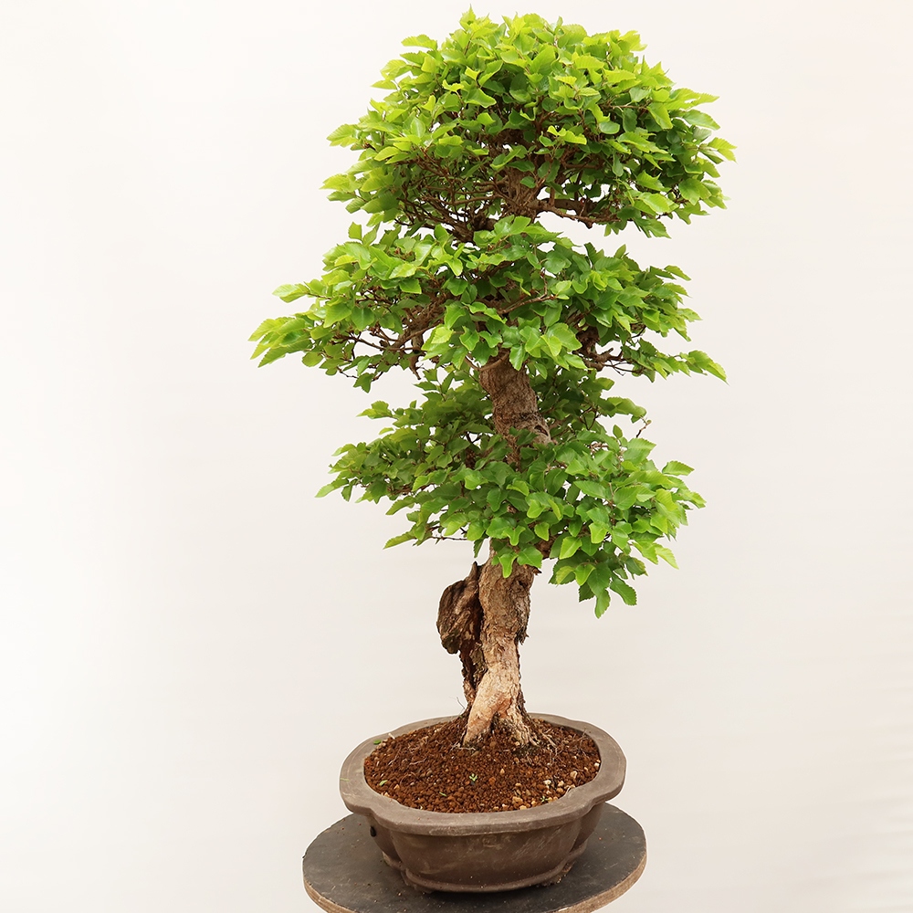 Bonsai für draußen - Karpinus Coreana - Koreanische Hainbuche