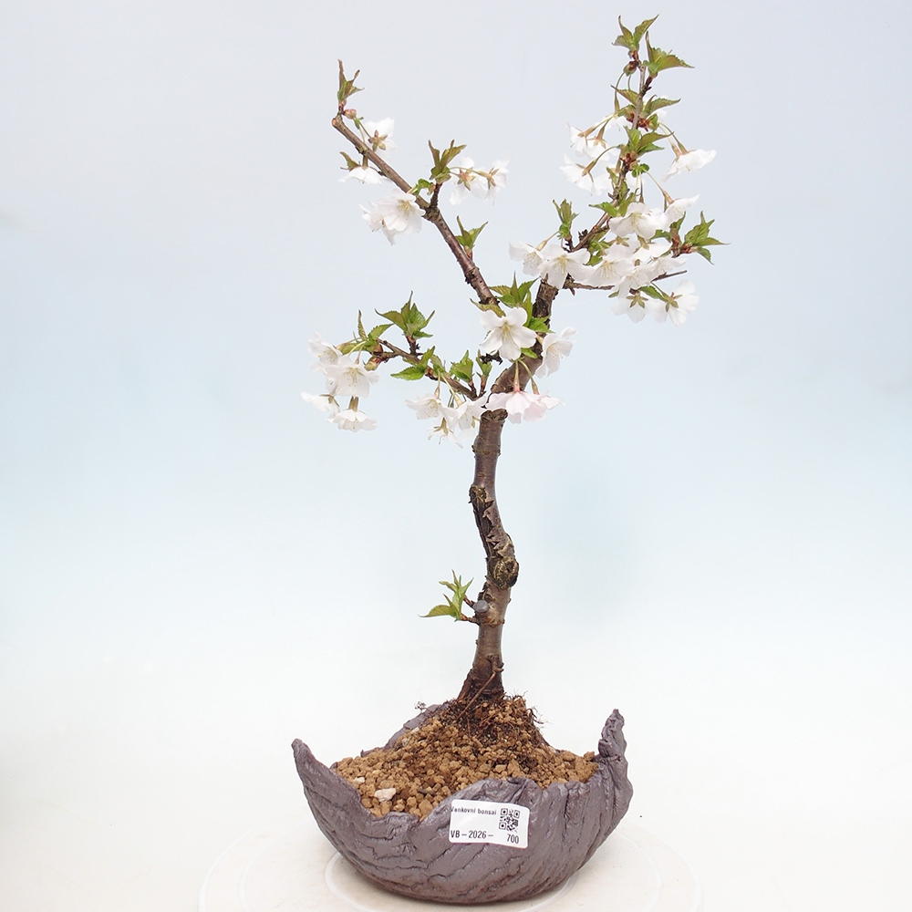Bonsai für draußen - Prunus incisa Kojou-no mai-Plivon ausgeschnitten