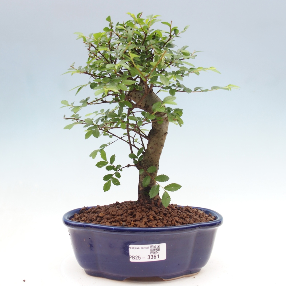 Zimmerbonsai - Ulmus parvifolia - Kleinblättrige Ulme