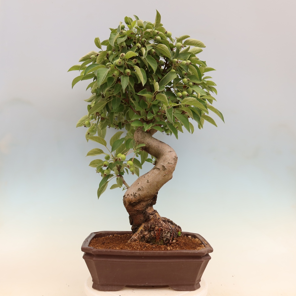 Outdoor-Bonsai -Malus halliana - Kleinfrüchtiger Apfelbaum