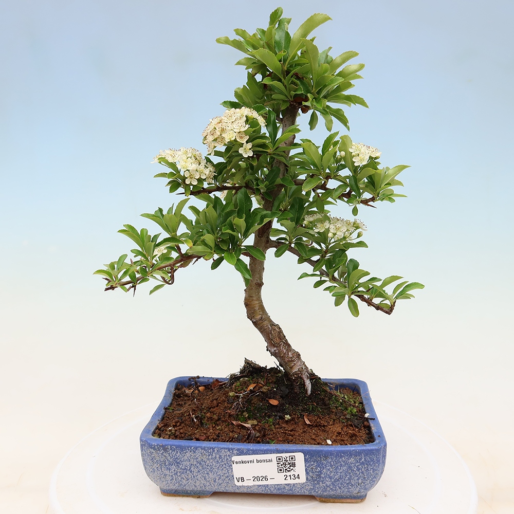 Bonsai für den Außenbereich – Pyracantha teton – Feuerdorn