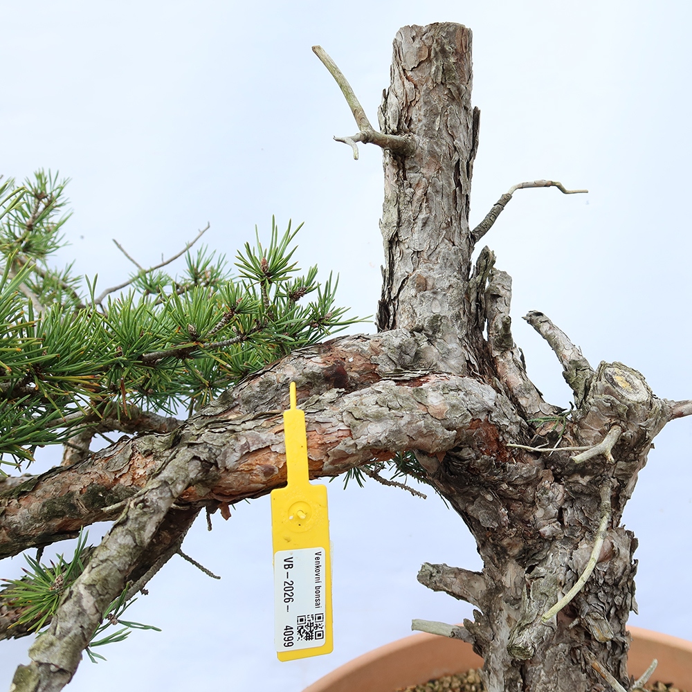 Pinus sylvestris Spanien – Waldkiefer