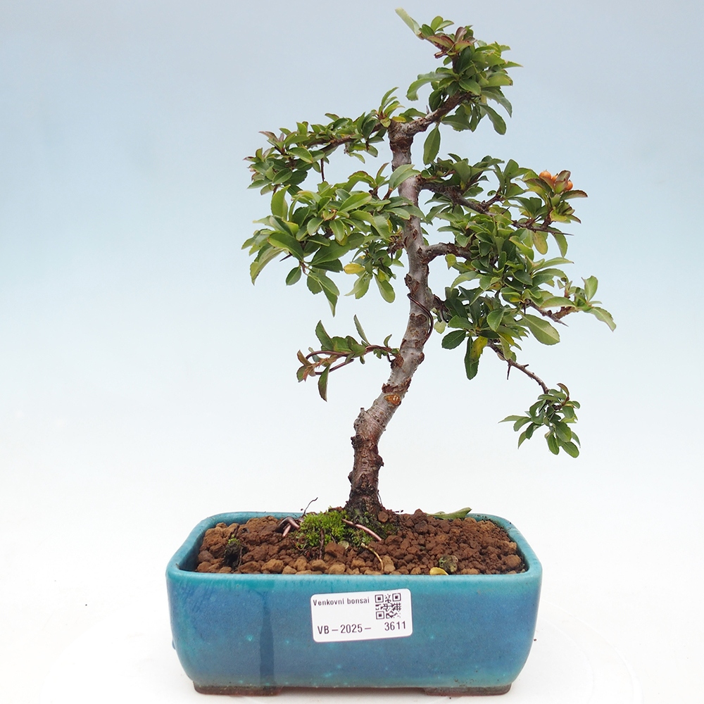 Freiland-Bonsai-Pyracantha Teton -Hlox