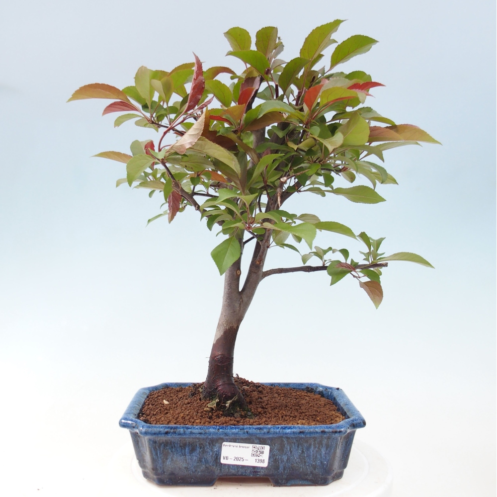 Outdoor-Bonsai -Malus domestica - Kleinfrüchtiger rotblättriger Apfelbaum