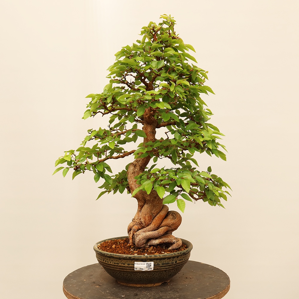 Bonsai für draußen - Karpinus Coreana - Koreanische Hainbuche