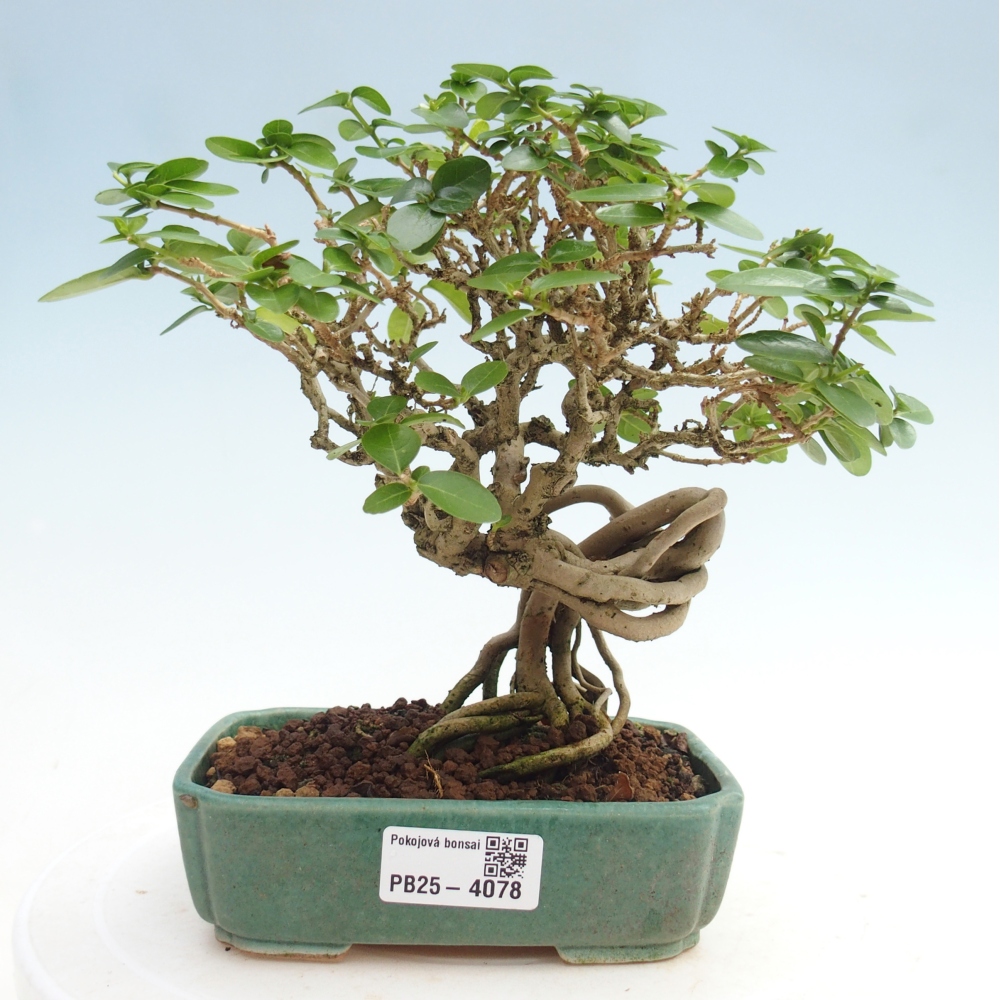 Zimmerbonsai - Premna serratifolia - Kozlovna malolista