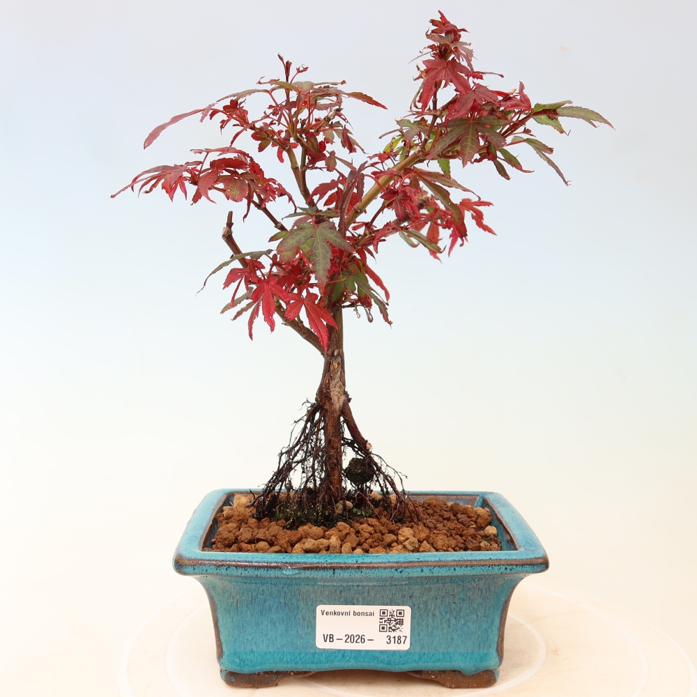 Bonsai für den Außenbereich – Palmenblättriger Ahorn – Acer palmatum „Berry Broom“ 