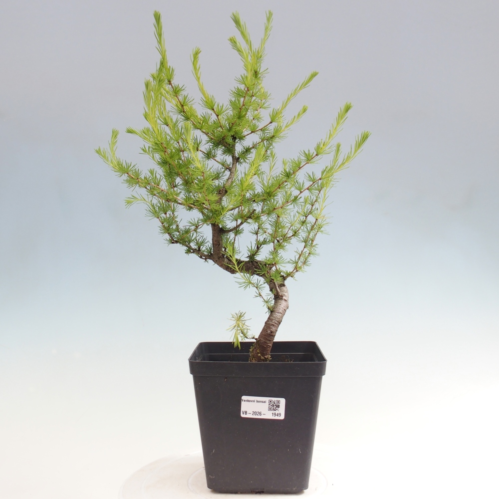 Bonsai für draußen -Larix decidua - Lärche
