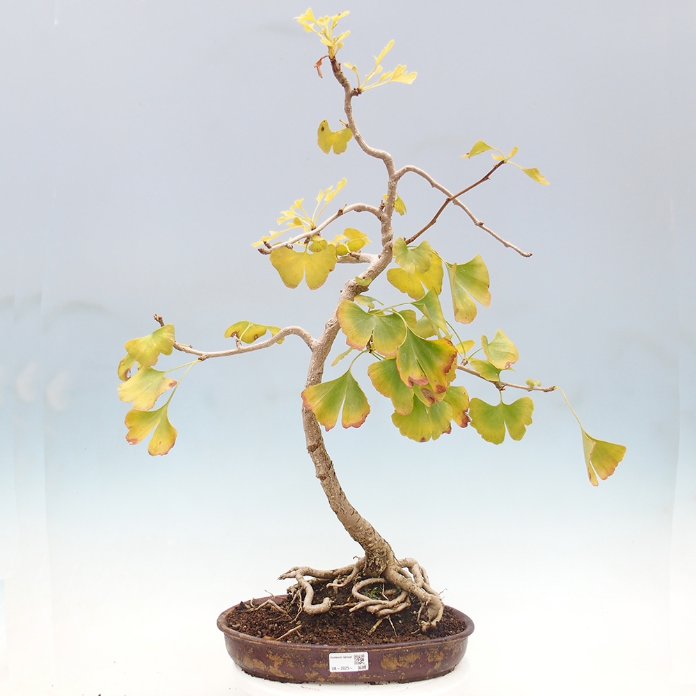 Bonsai für draußen - Ginkgo biloba - Ginkgo biloba