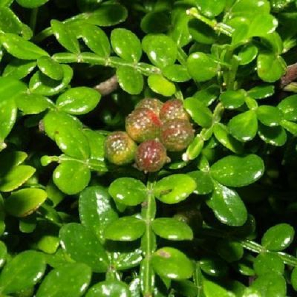 Kokedama mit Untersetzer – Zantoxylum piperitum – Pfefferbaum