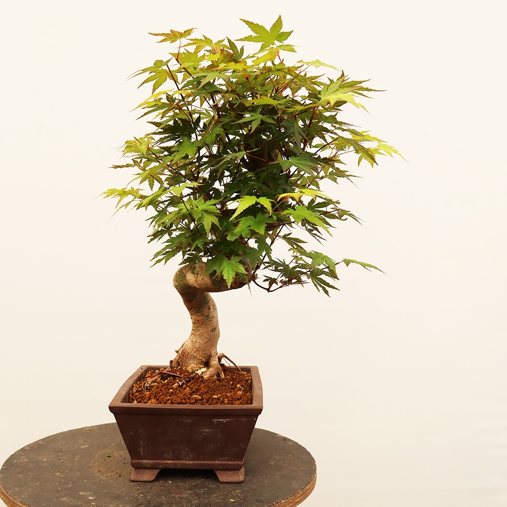 Bonsai für draußen - Ahorn palmatum - Palmen