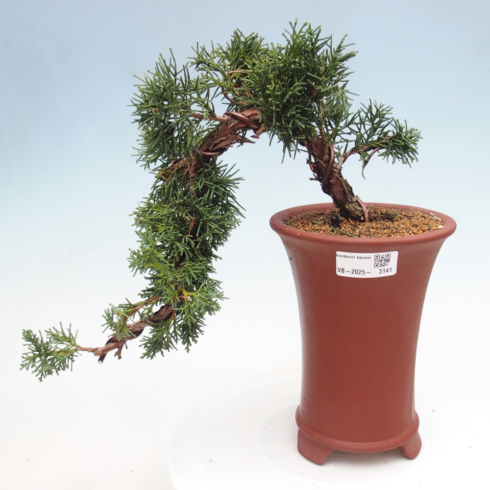 Bonsai für draußen - Juniperus chinensis Kishu